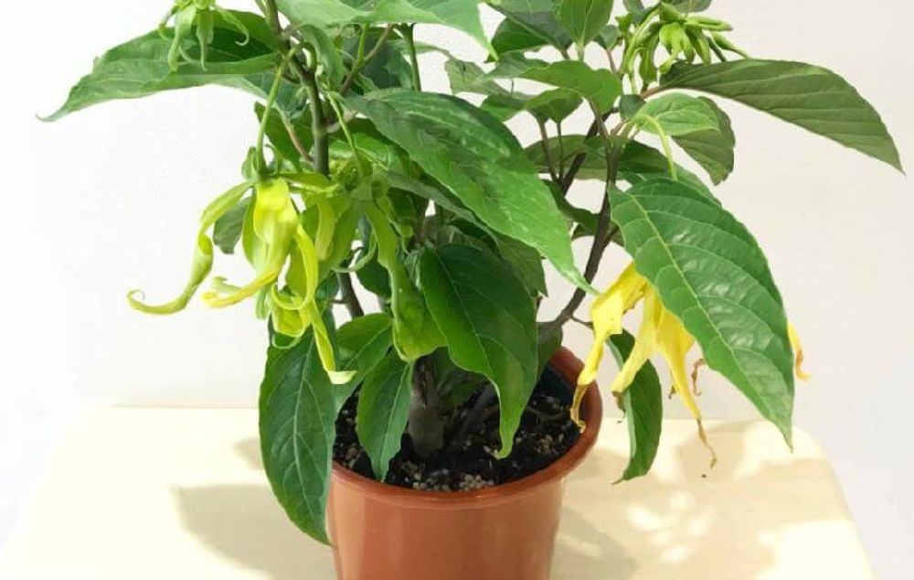 イランイランの木