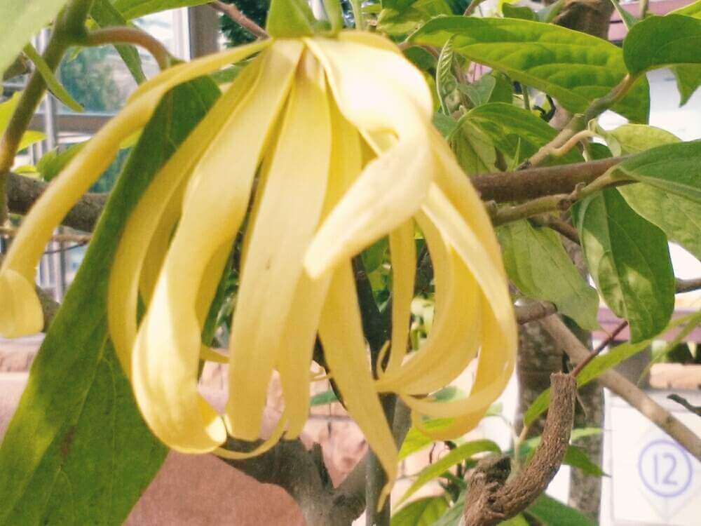 イランイランの花