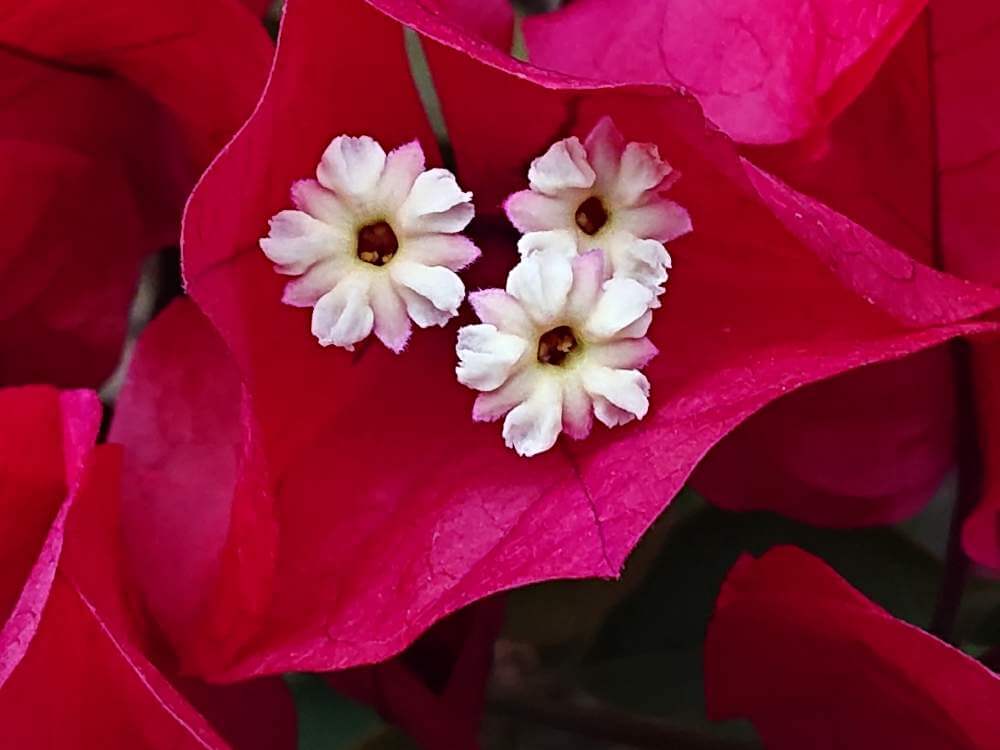 ブーゲンビレアの花言葉 色別の意味や特徴や種類は 情熱的な意味もある Greensnap グリーンスナップ