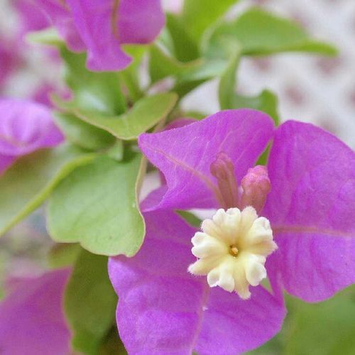 ブーゲンビリアの花言葉 色別の意味や特徴や種類は 情熱的な意味もある Greensnap グリーンスナップ