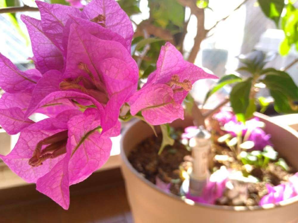 ピンク色のブーゲンビリア