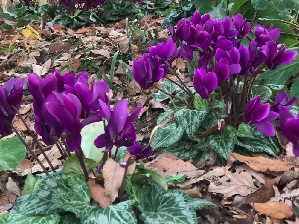 シクラメン　紫