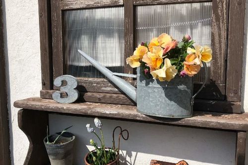 ビオラ パンジーが咲き終わったら 初夏まで咲かせるためのお手入れ方法 Greensnap グリーンスナップ