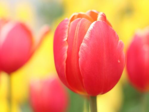 バレンタインに贈りたい花7選 チョコ以外にもプレゼントしたいのは Greensnap グリーンスナップ