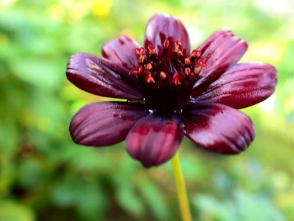 フラワーバレンタイン　チョコレートコスモス