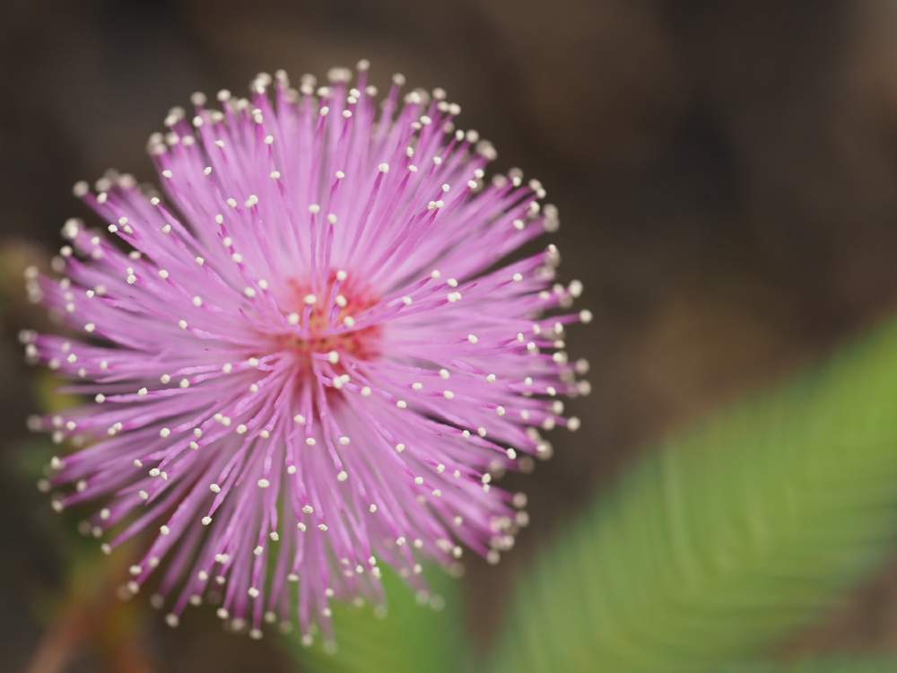 ピンクの花図鑑 人気の品種を 季節ごとに分けて紹介します Greensnap グリーンスナップ