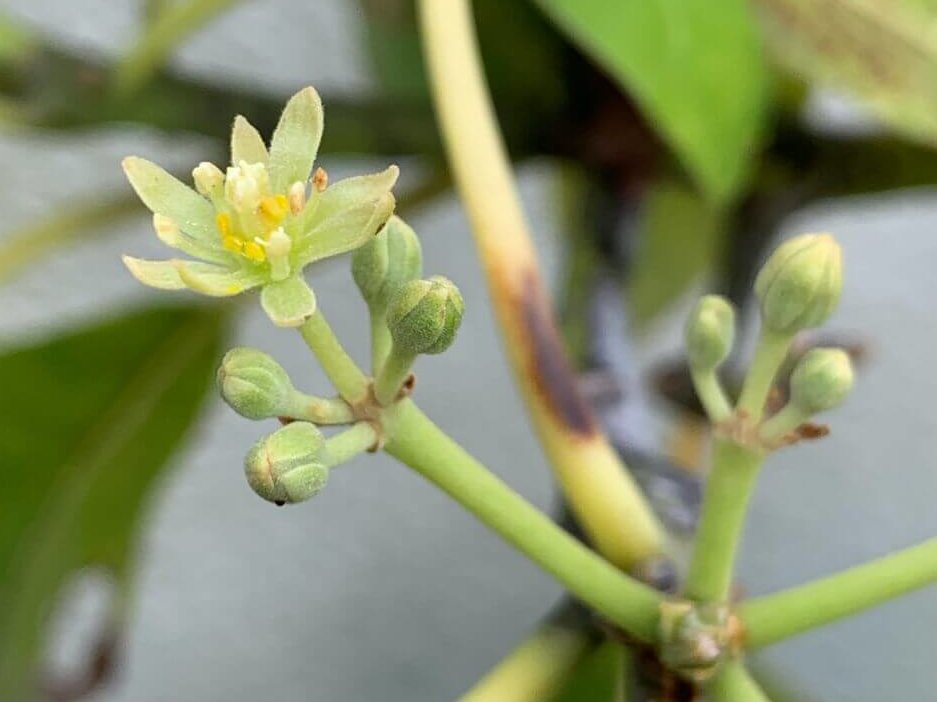 アボカドの育て方 種から栽培する方法は 発芽や水やりのコツは Greensnap グリーンスナップ