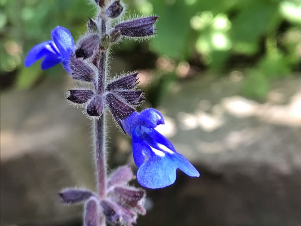 サルビア　青い色