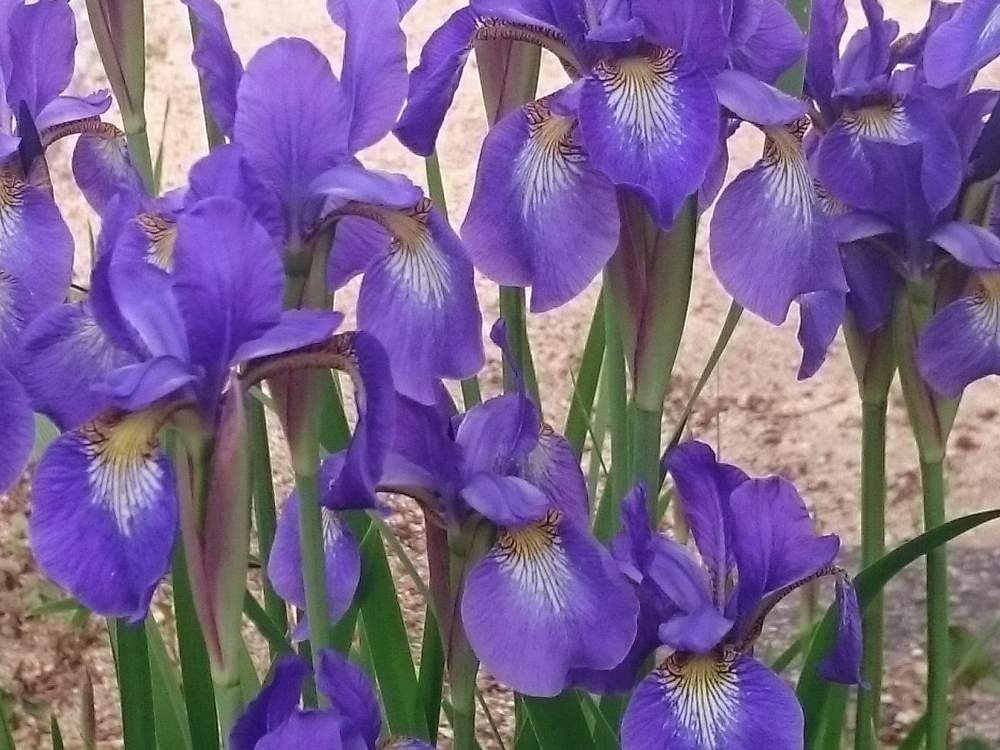 アヤメ　photo by　しょうご