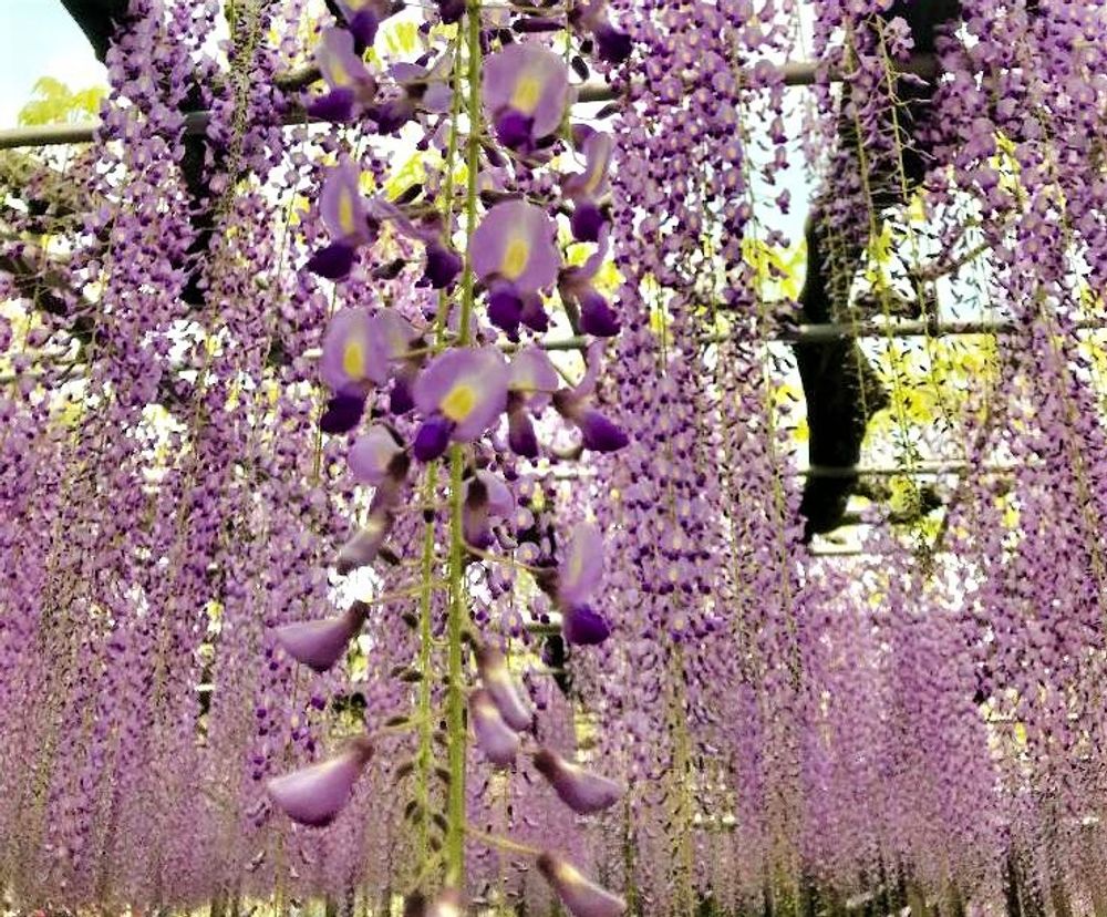 フジ　photo by　pikkumyy