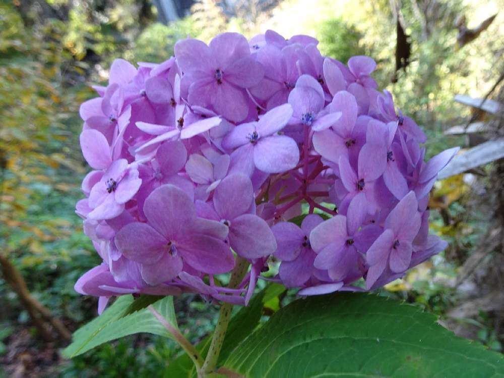 アジサイ　photo by　trekk