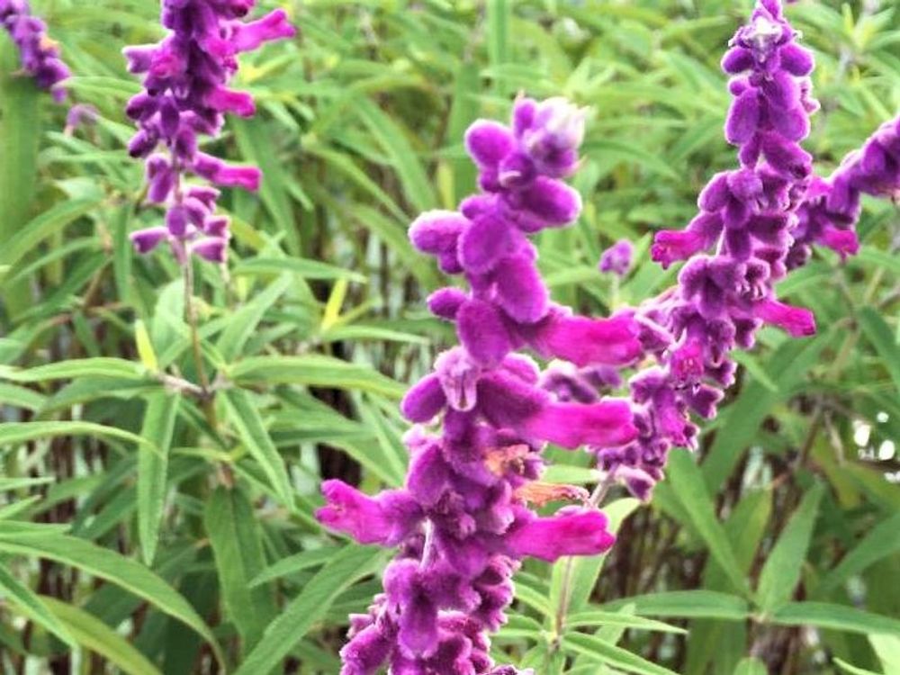 アメジストセージ