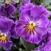 【紫の花図鑑】人気品種を春、夏、秋、冬の季節ごとに分けてご紹介しますの画像