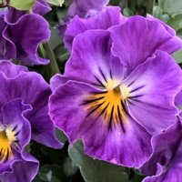 紫色の花が咲きます 紫の花図鑑】人気品種を春、夏、秋、冬の季節ごとに分けてご紹介します