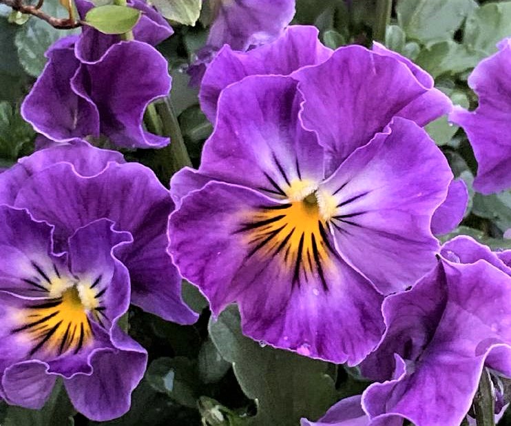 紫色の花図鑑 人気品種を春 夏 秋 冬の季節ごとに分けてご紹介します Greensnap グリーンスナップ