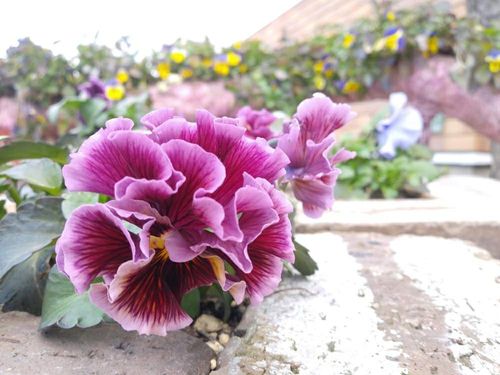 紫の花図鑑 人気品種を春 夏 秋 冬の季節ごとに分けてご紹介します Greensnap グリーンスナップ