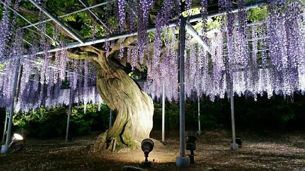 藤の幹