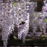 藤の花言葉｜色によっては怖い意味もあるって本当？の画像