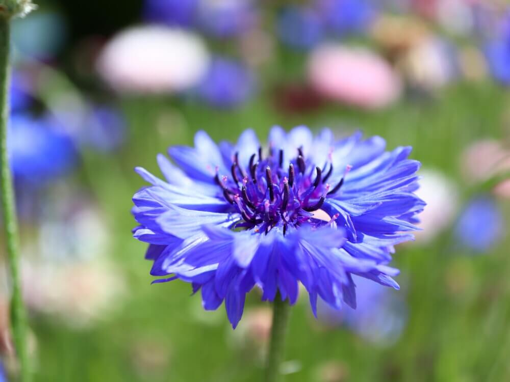 4月生日 每一天的花列表和花语是什么 爱花园