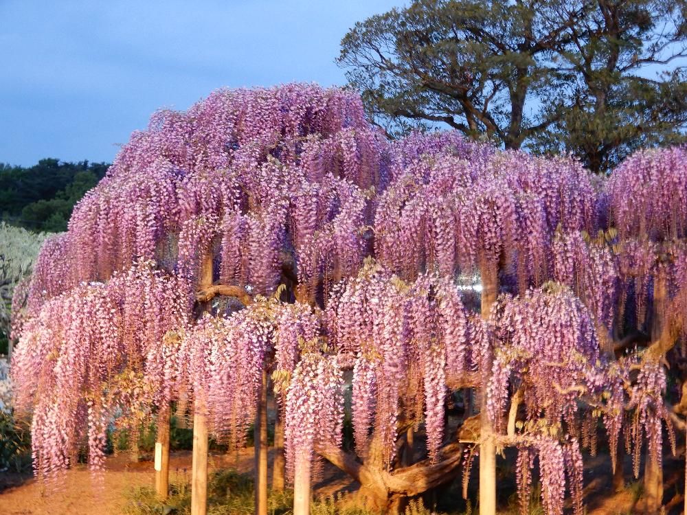 藤の花