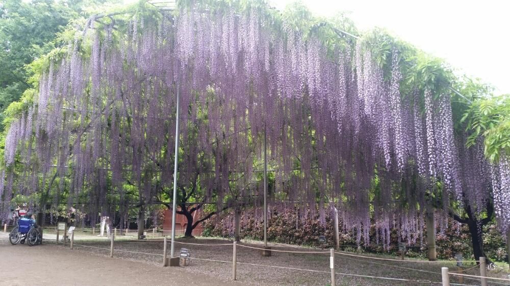 紫色の藤