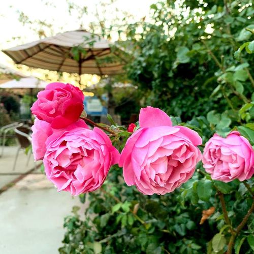 芍薬 ピオニー の花言葉 色によっては怖い意味もある 花の特徴や咲き方は Greensnap グリーンスナップ