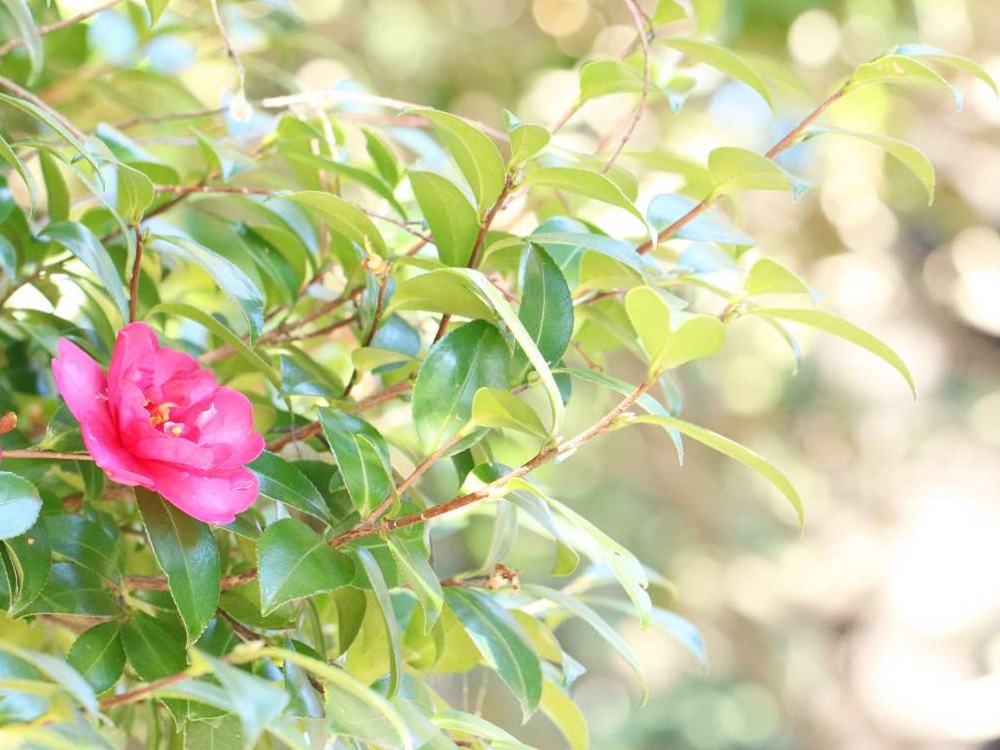 山茶花 サザンカ の花言葉 花の種類や見頃の季節 椿との違いは Greensnap グリーンスナップ