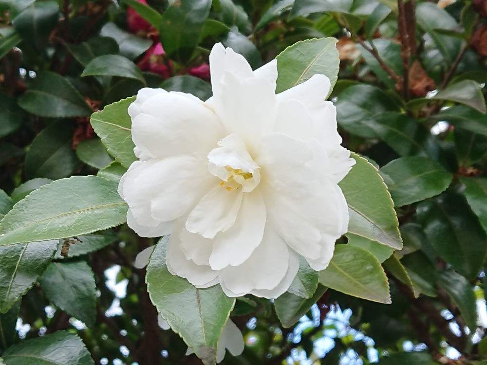 山茶花(サザンカ)　白い花