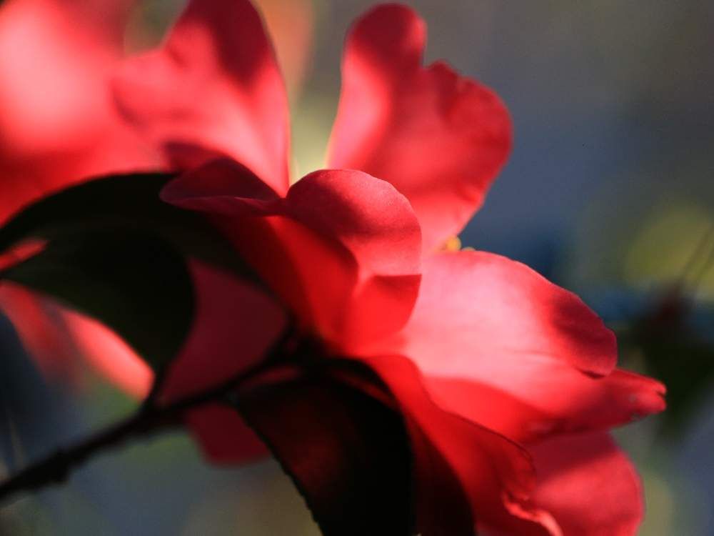 山茶花(サザンカ)　赤い花