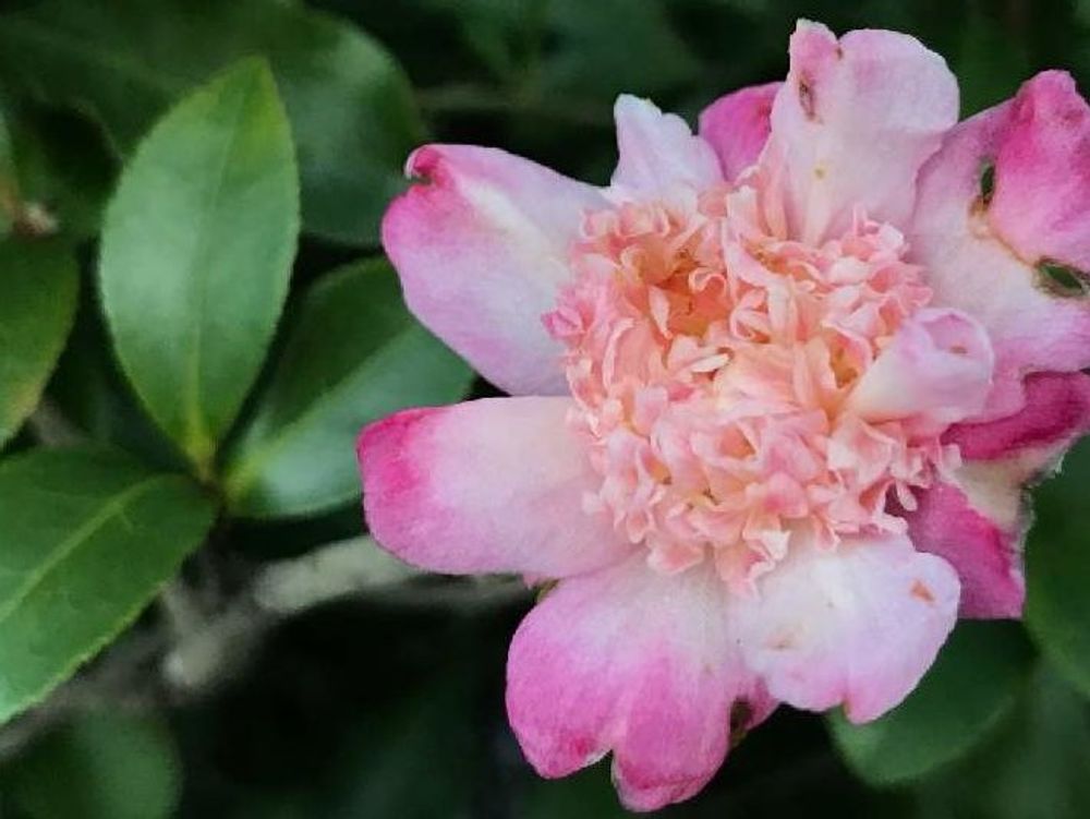 山茶花(サザンカ)　ピンク色の花