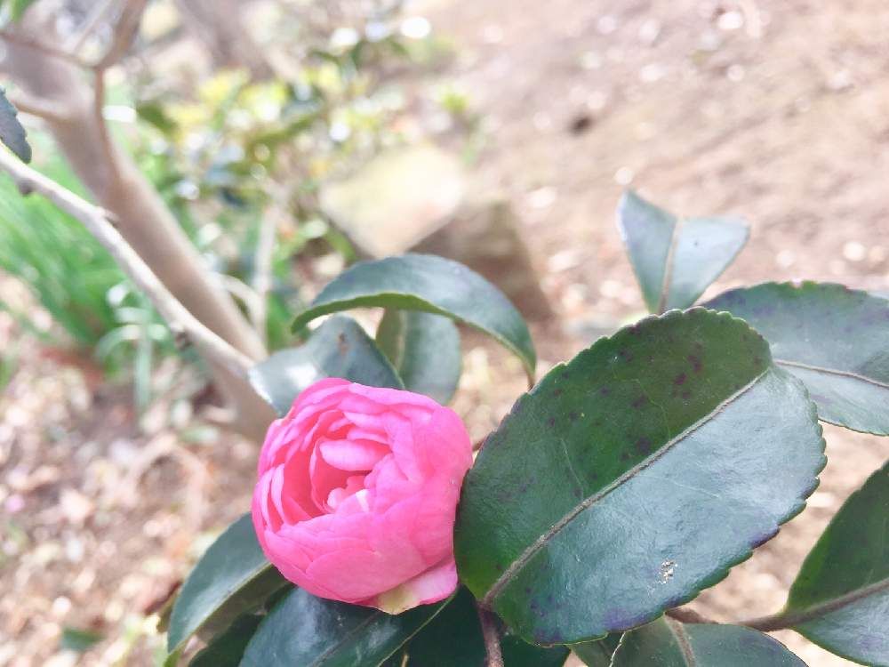 山茶花(サザンカ)　ピンク色の花