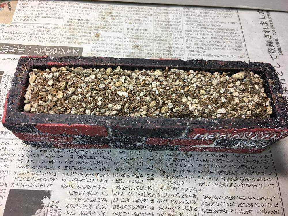 花壇風レンガの多肉植物寄せ植え