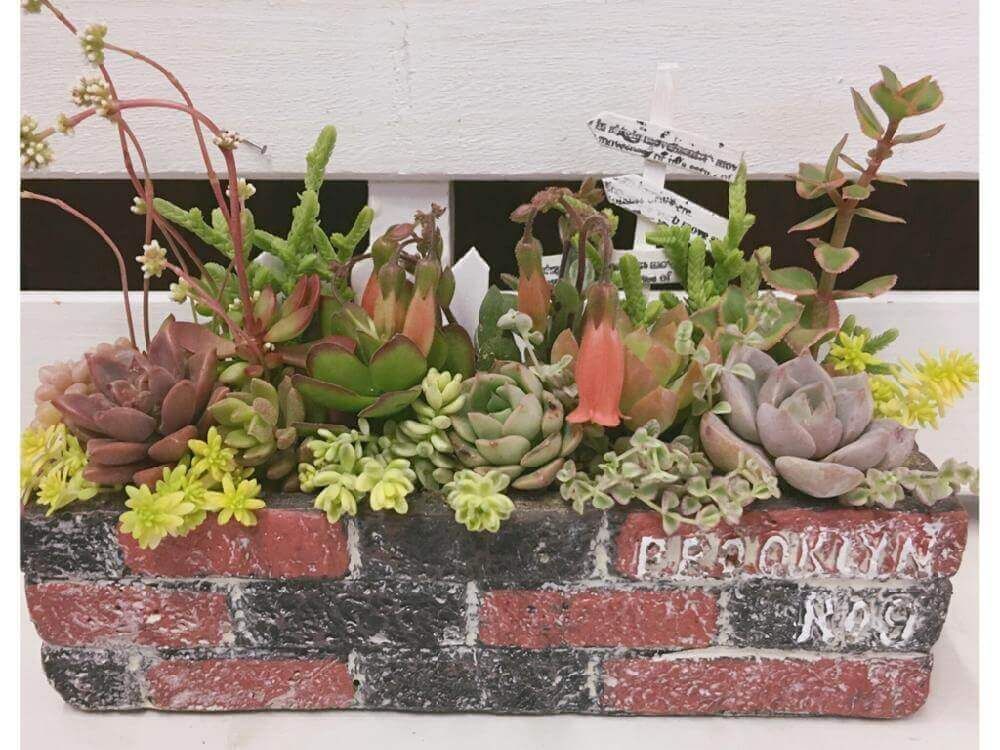 花壇風レンガの多肉植物寄せ植え