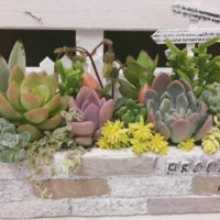お庭がなくてもOK！花壇風の多肉植物の寄せ植えをつくってみよう♫の画像
