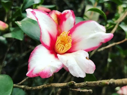 山茶花 サザンカ の花言葉 色別の意味は 花の種類や椿との違いは Greensnap グリーンスナップ