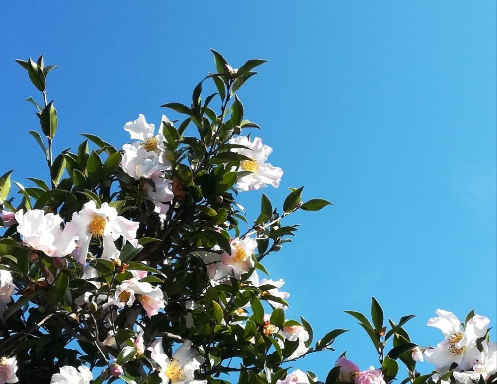 サザンカ　山茶花　千代鶴　白い花　青空