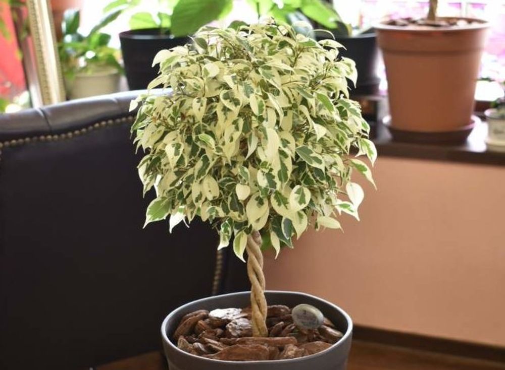 ベンジャミン　スターライト