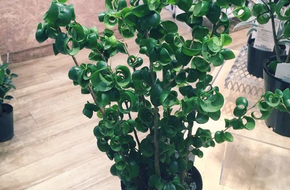 ベンジャミン　バロック