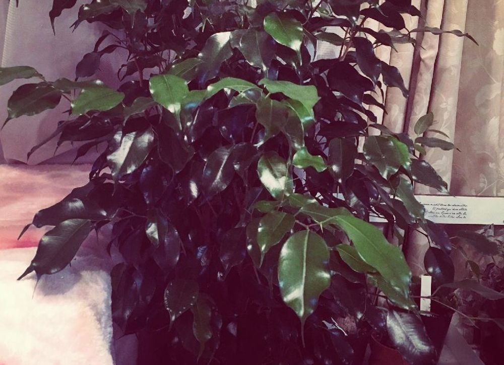 ベンジャミン　ブラック