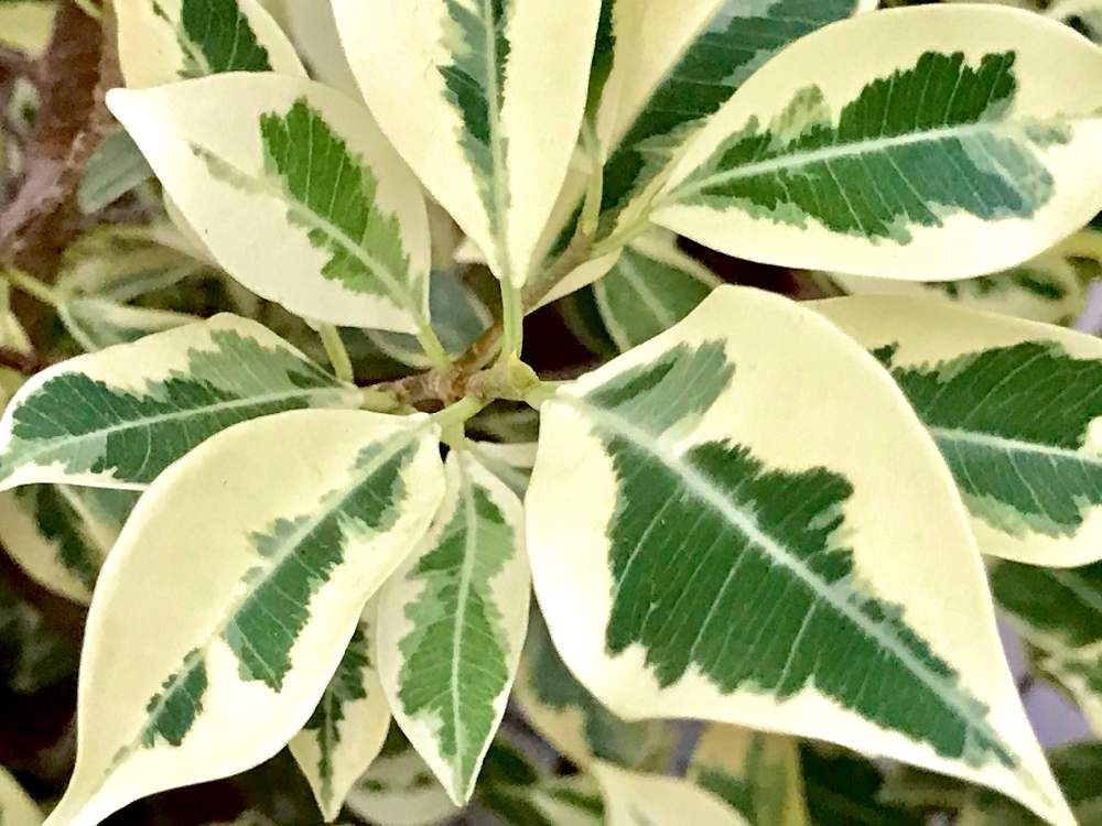 ベンジャミン　ライム