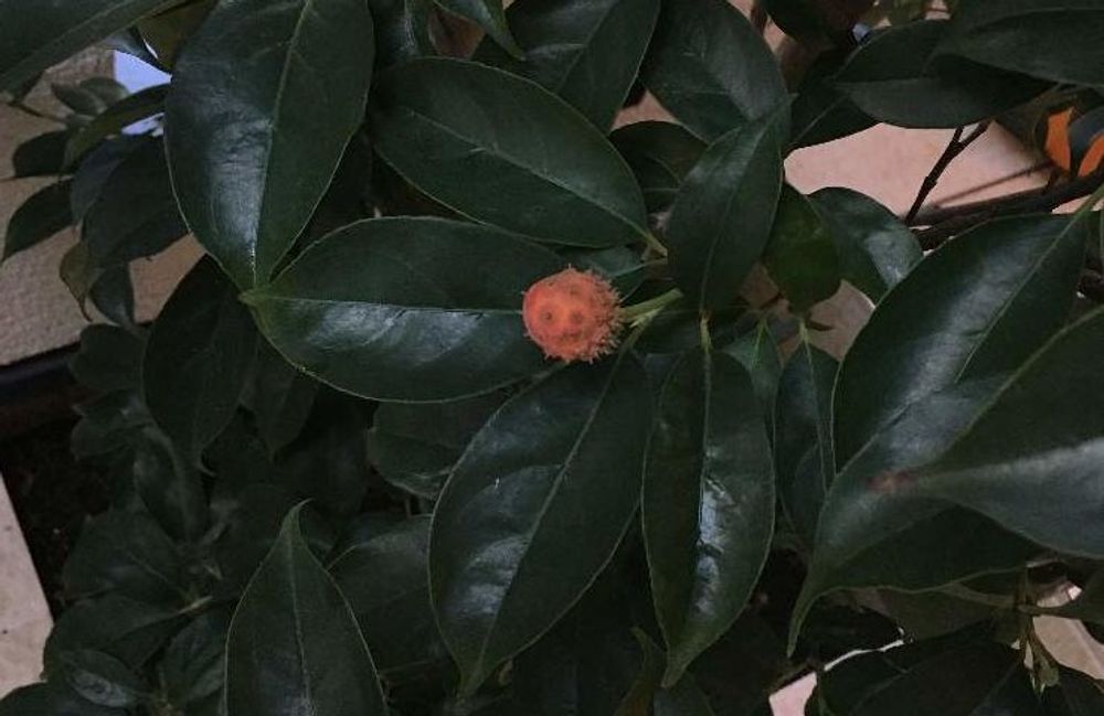 ベンジャミンの花