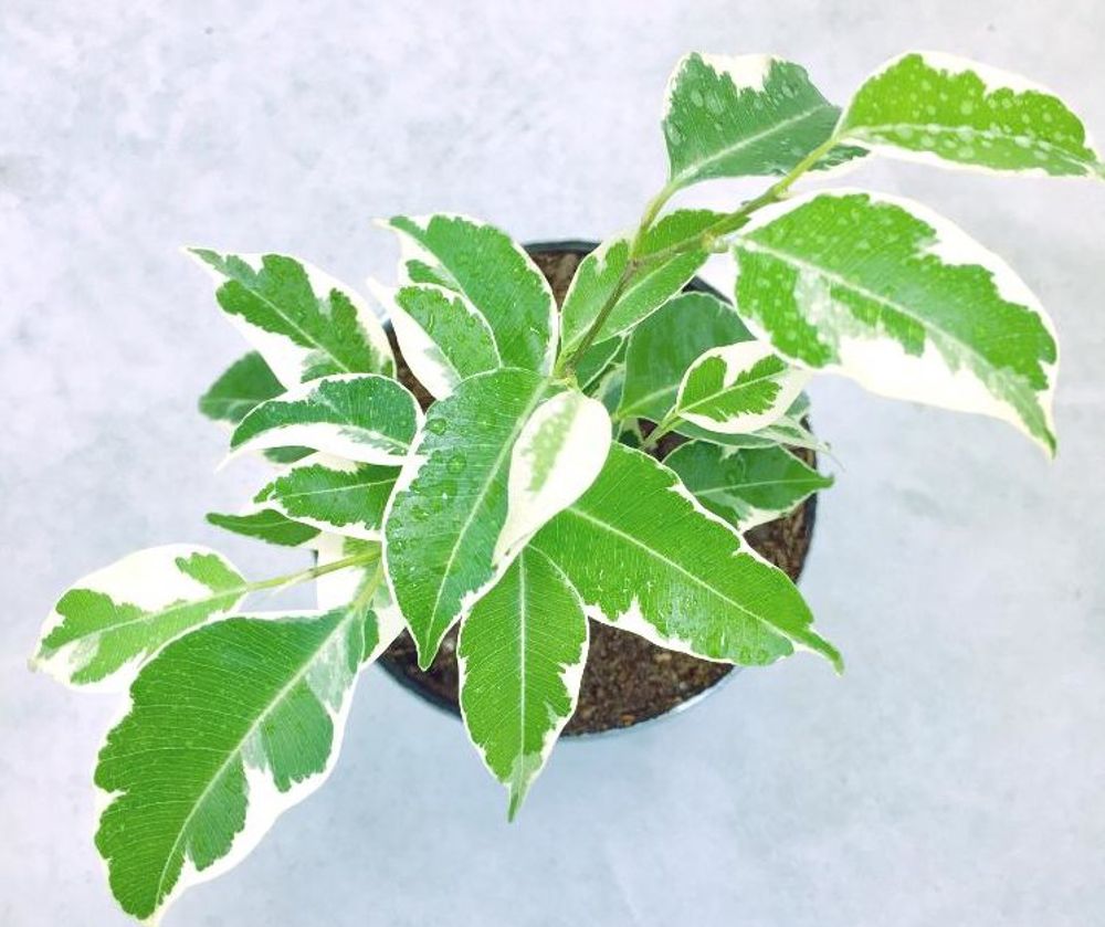 斑入りベンジャミン