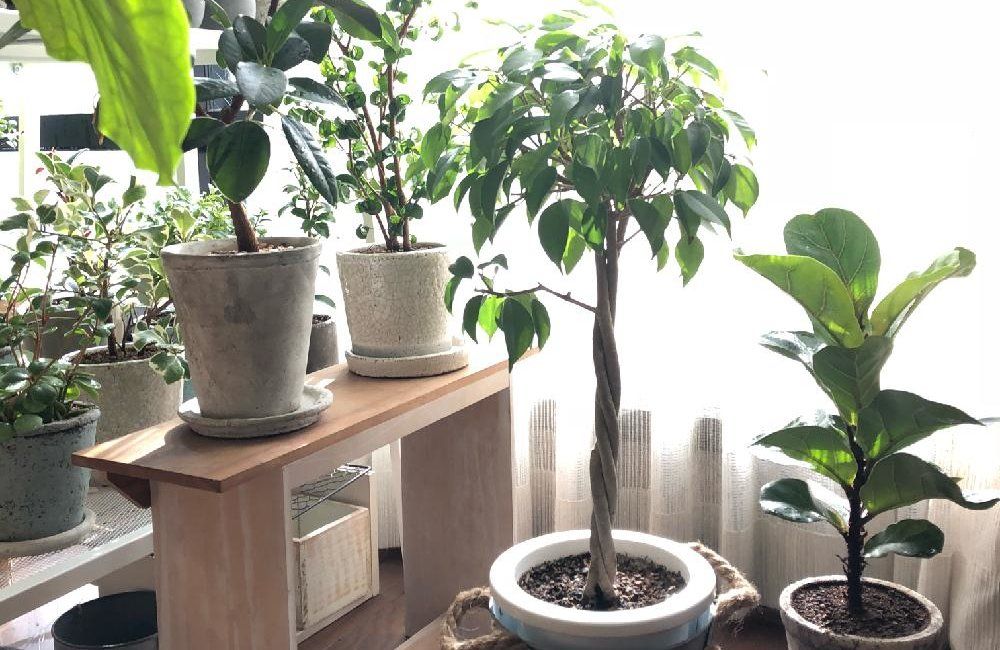 ベンジャミン　三つ網