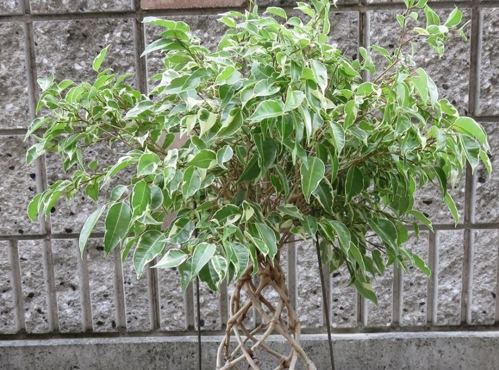 ベンジャミン　三つ網