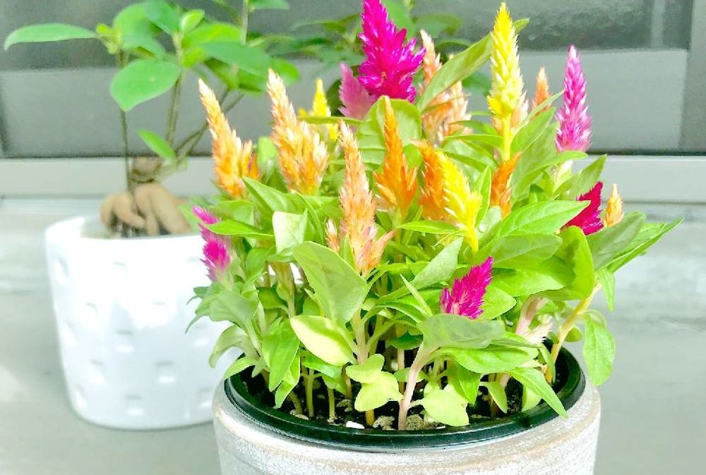 ハッピーキャンドル