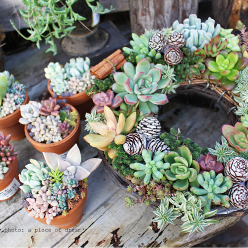 世界らん展新企画！多肉植物のコーナー『TANIKU FANTASTIC