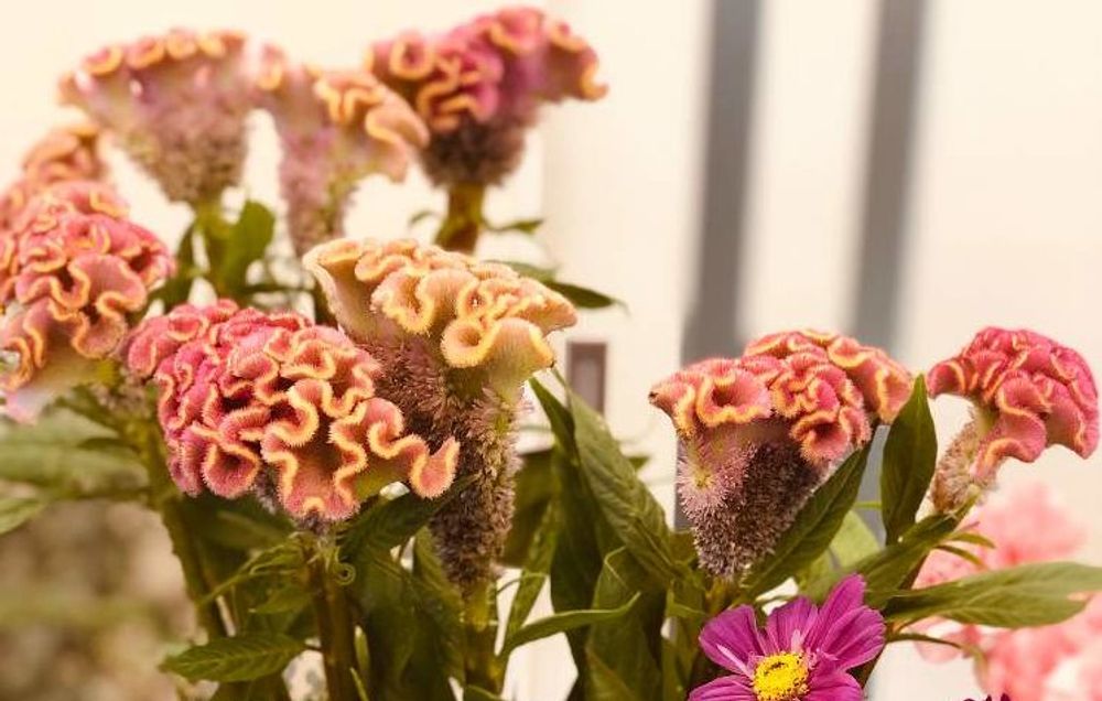 トサカケイトウ