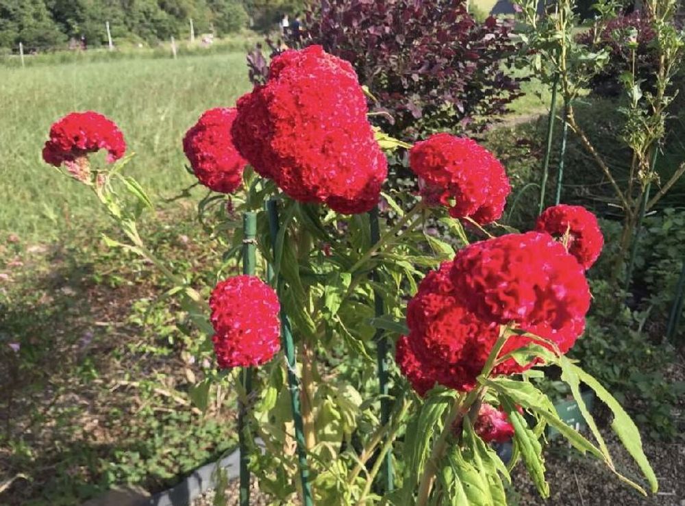 久留米ケイトウ