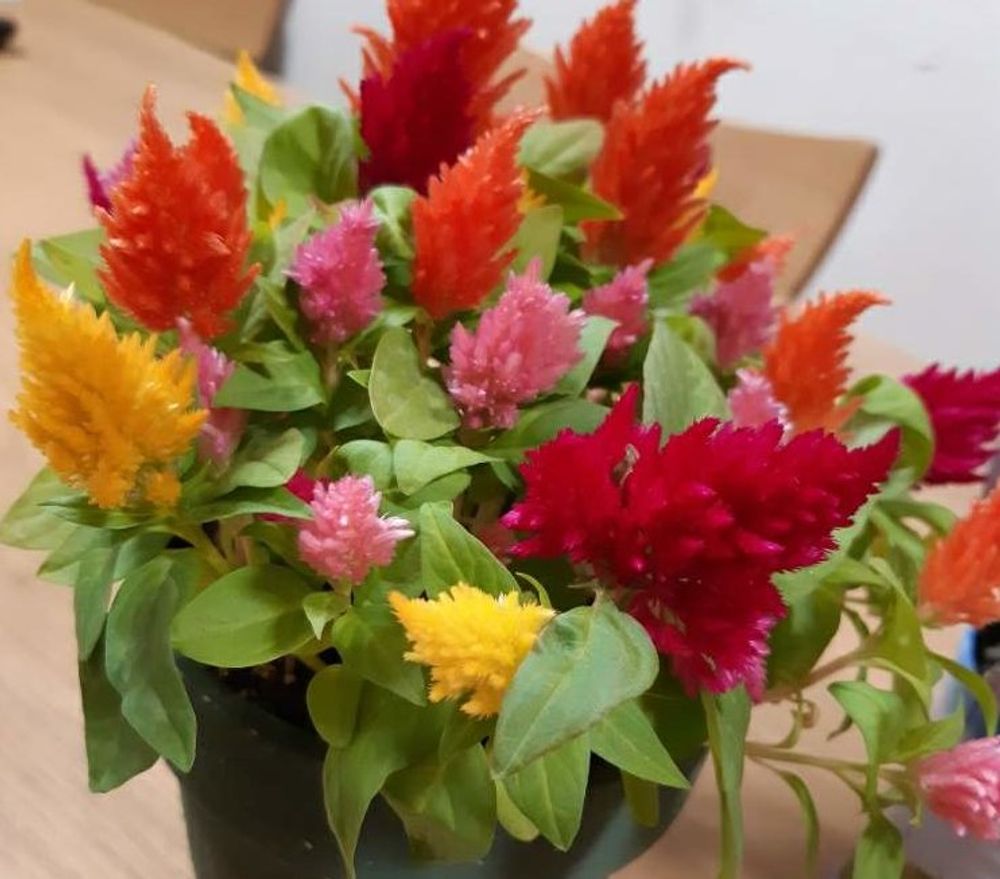 ハッピーキャンドル