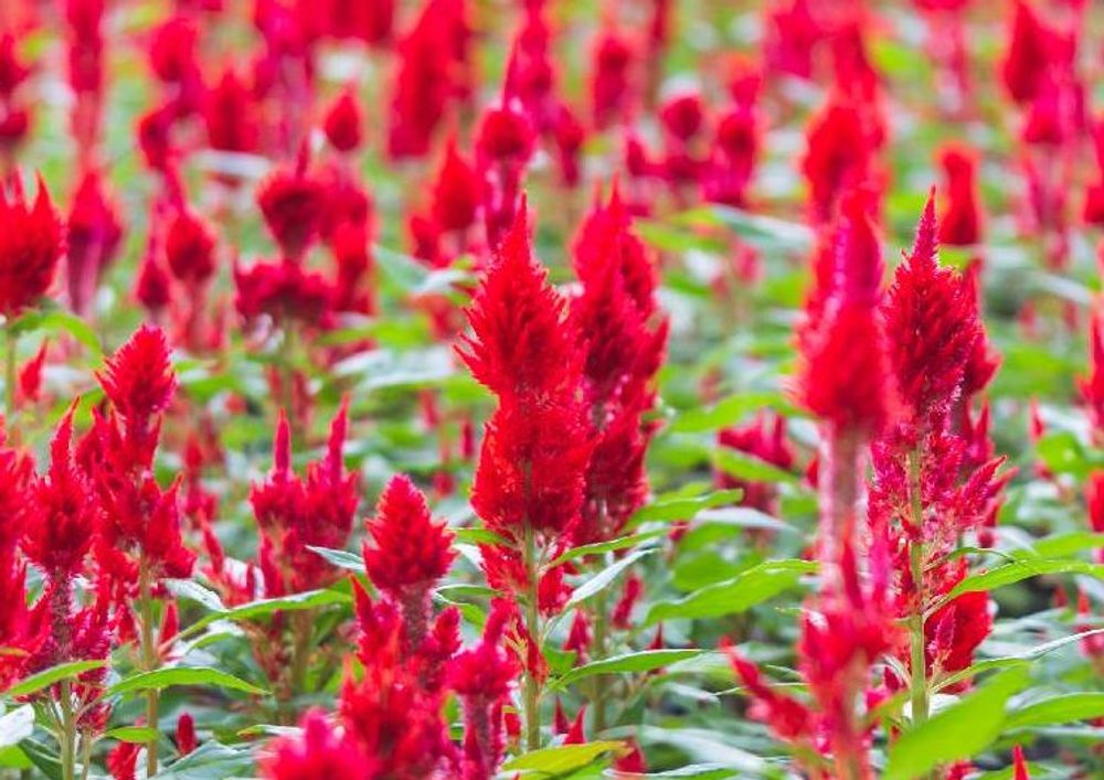 赤色のケイトウ